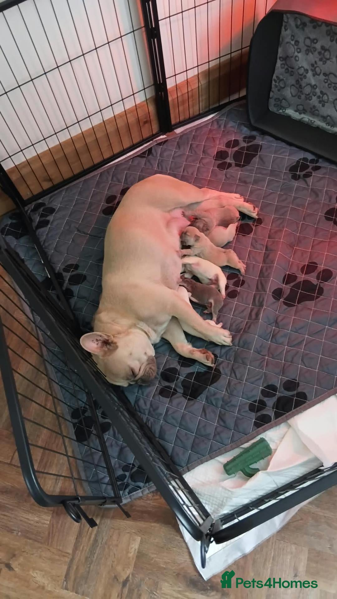 French Bulldog dogs Beautiful  French  Bulldog  kc reg  PUPPIES  - Advert 4
