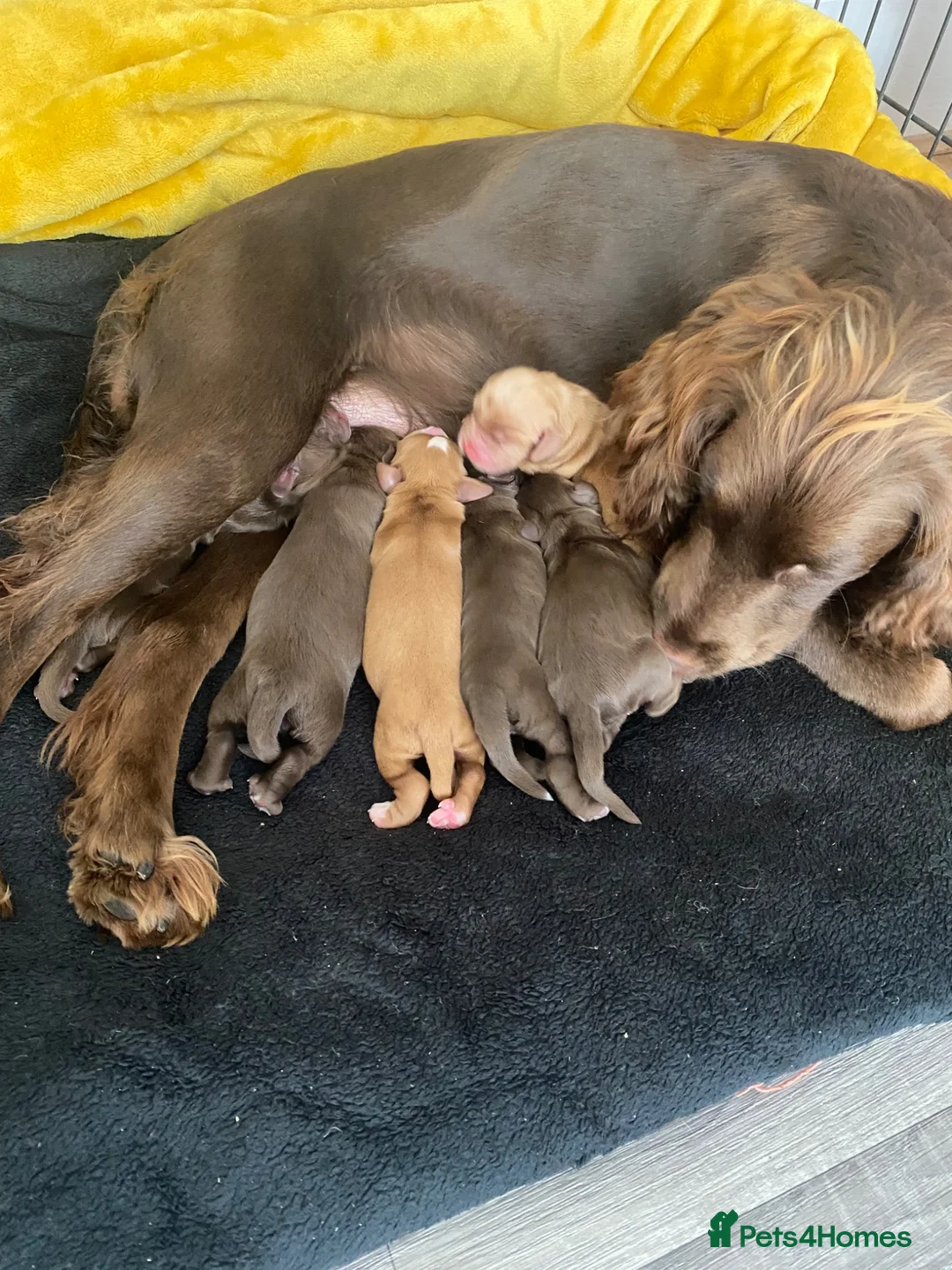 Cocker Spaniel dogs for sale: Working Cocker Spaniel Puppies for sale - Advert 1