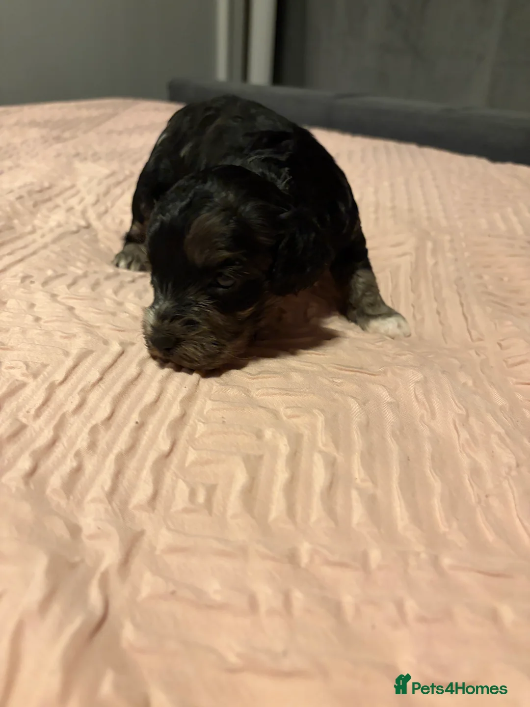 Bordoodle dogs for sale: Stunning litter of colliepoo/bordoodle puppies  - Advert 15