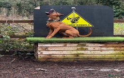 Dobermann dogs for sale: F1b Working Dobermann Puppies  - Image 5