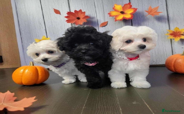Maltipoo dogs - Advert 2
