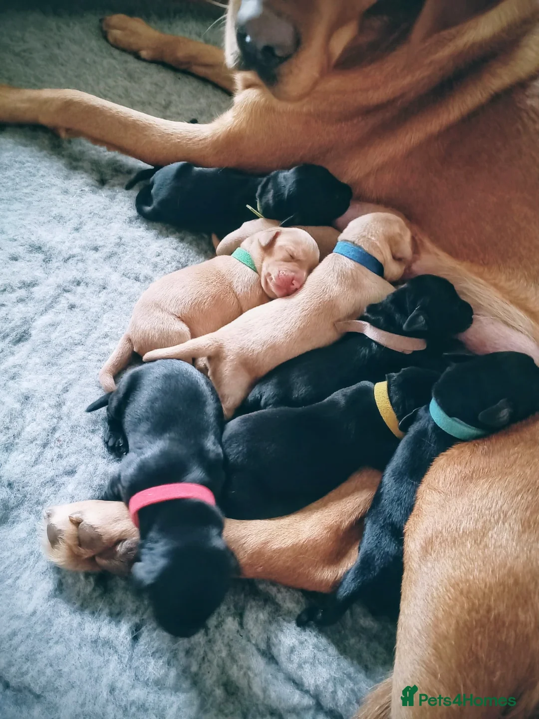 Labrador Retriever dogs for sale: KC reg yellow & black Labrador puppies socialised - Advert 16