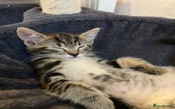 European cats for sale: 4 Cute & Cuddly Kittens Ready For Forever Home - Image 32