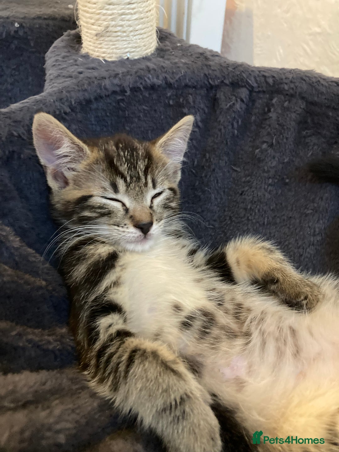European cats for sale: 4 Cute & Cuddly Kittens Ready For Forever Home - Image 32