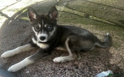 Siberian Husky dogs for sale: 6 month female husky  - Image 7
