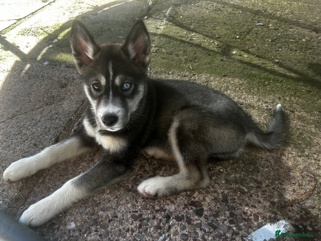Siberian Husky dogs for sale: 6 month female husky  - Image 7