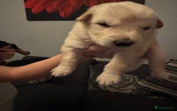 German Shepherd dogs for sale: German shepherd puppies - Image 7