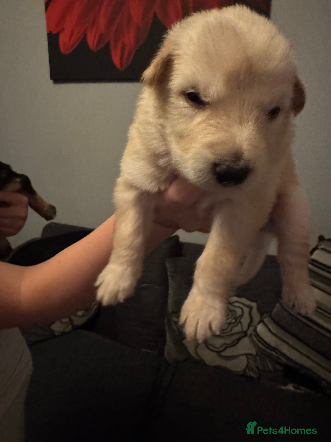 German Shepherd dogs for sale: German shepherd puppies - Image 7
