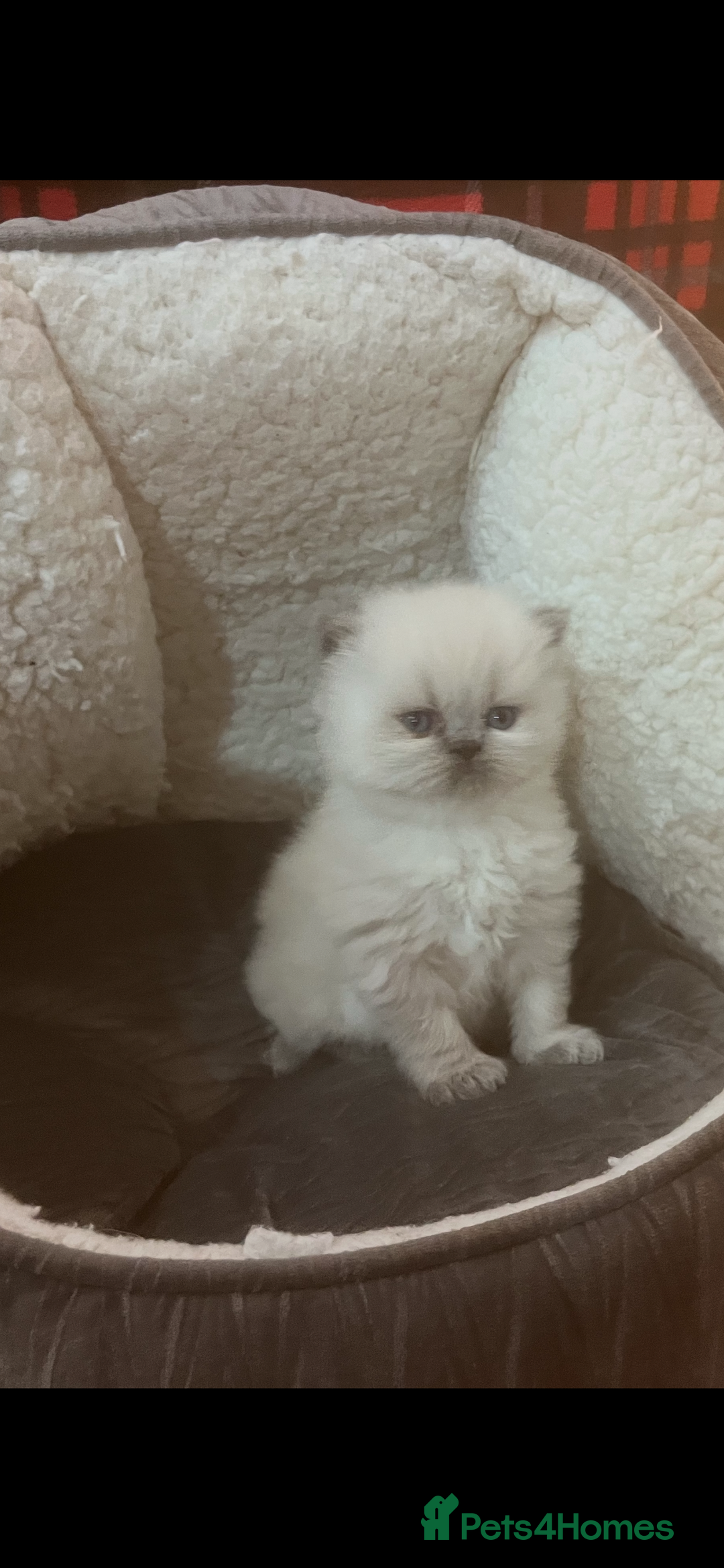 Persian cats for sale: 4 ADORABLE LITTLE CUTIE PIES, (READY 9TH JAN)  - Advert 4
