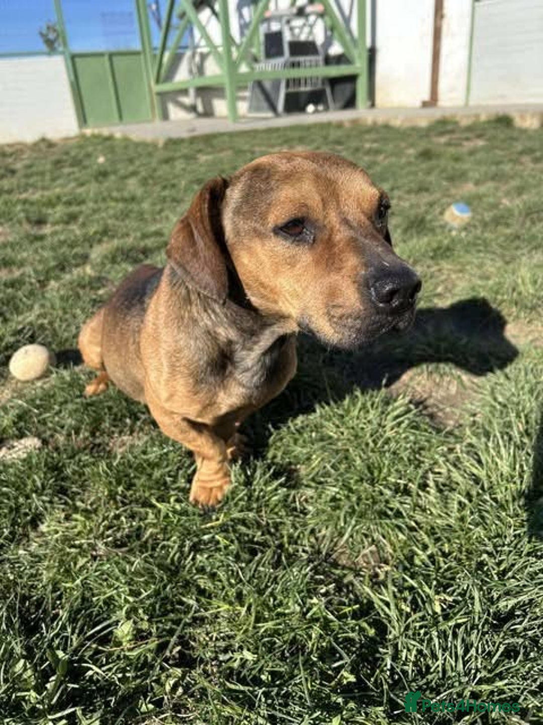 Mixed Breed dogs for adoption: Rescue boy Noodle is looking for his forever home - Advert 26