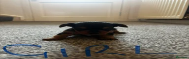 Yorkshire Terrier 5