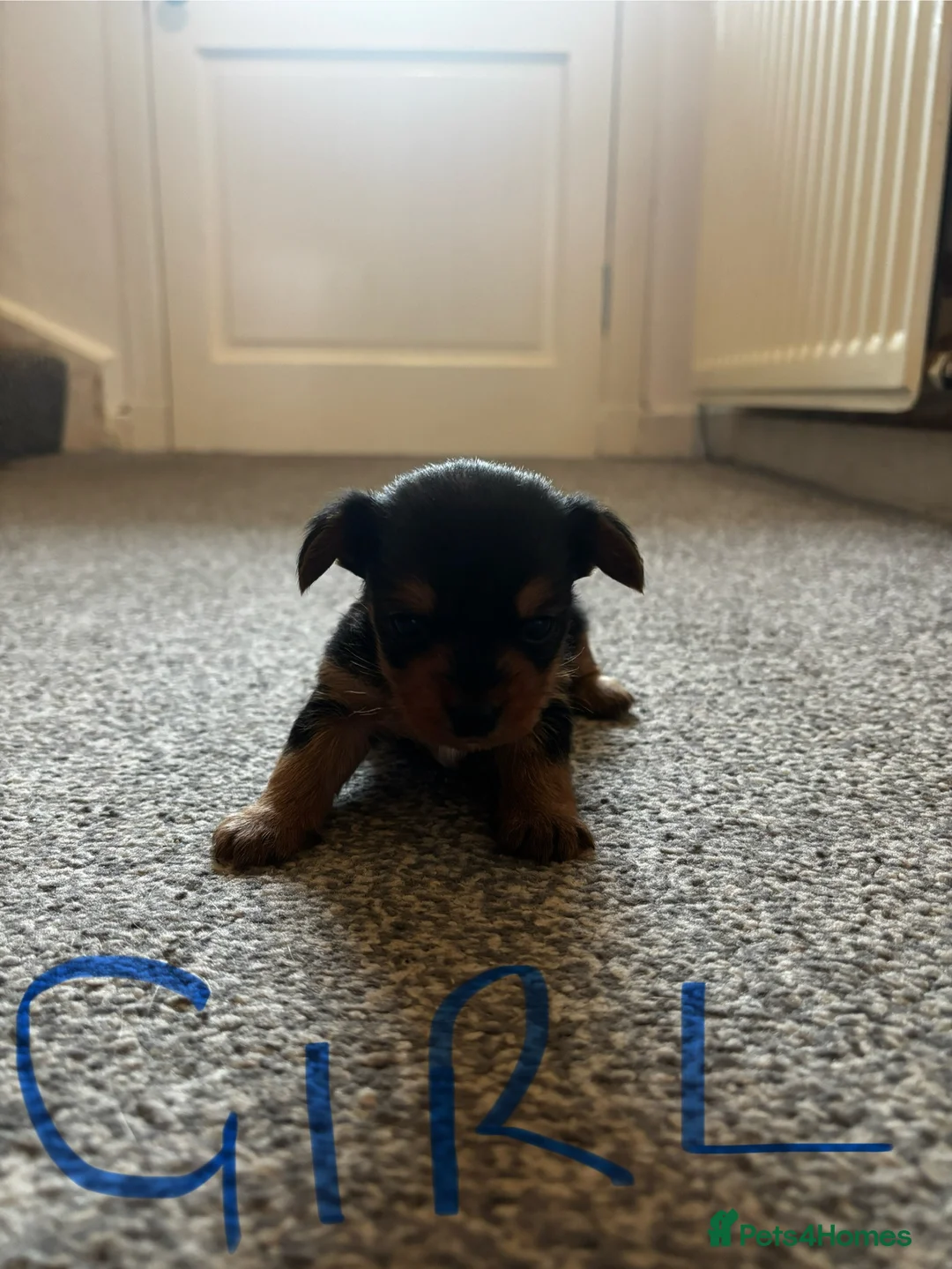 Yorkshire Terrier dogs for sale: Gorgeous Yorkshire terriers  - Advert 2