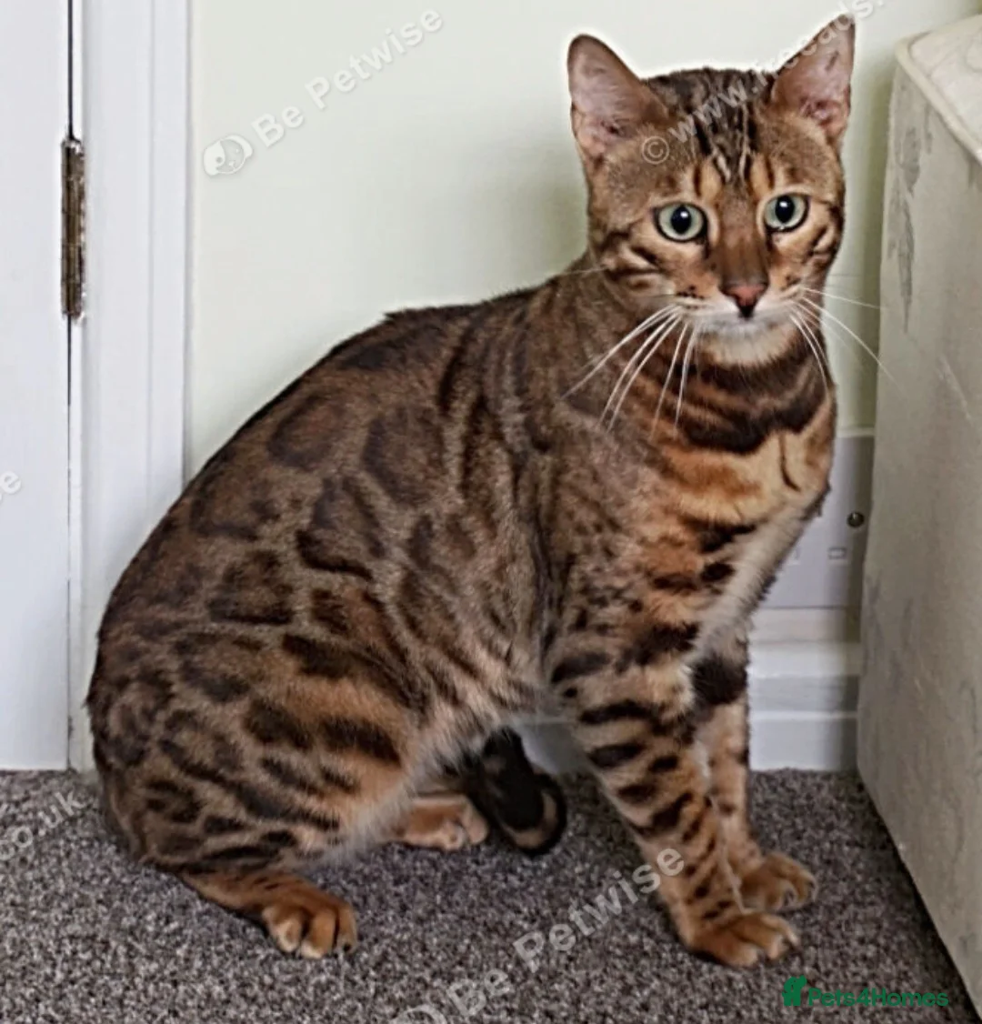Bengal cats for stud: Reign – TICA Registered Experienced Bengal Stud - Advert 2