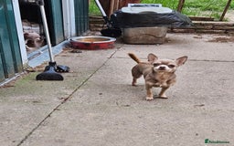 Chihuahua dogs for sale: Kc lilac small chihuahua  - Image 15