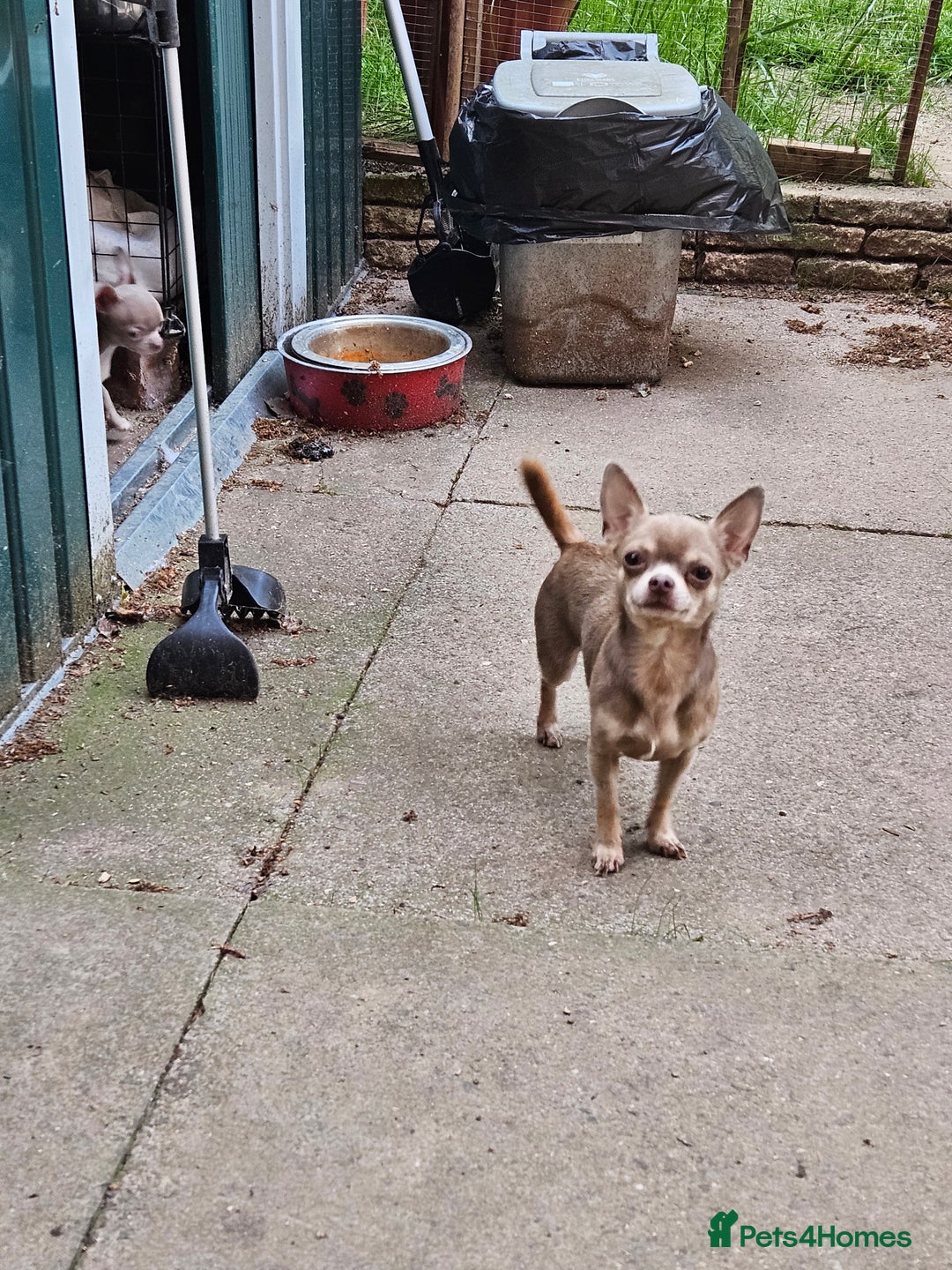 Chihuahua dogs for sale: Kc lilac small chihuahua  - Image 15