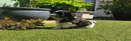Lhasapoo dogs for sale: Stunning Lhasapoo Puppies. READY NOW! - Advert 19