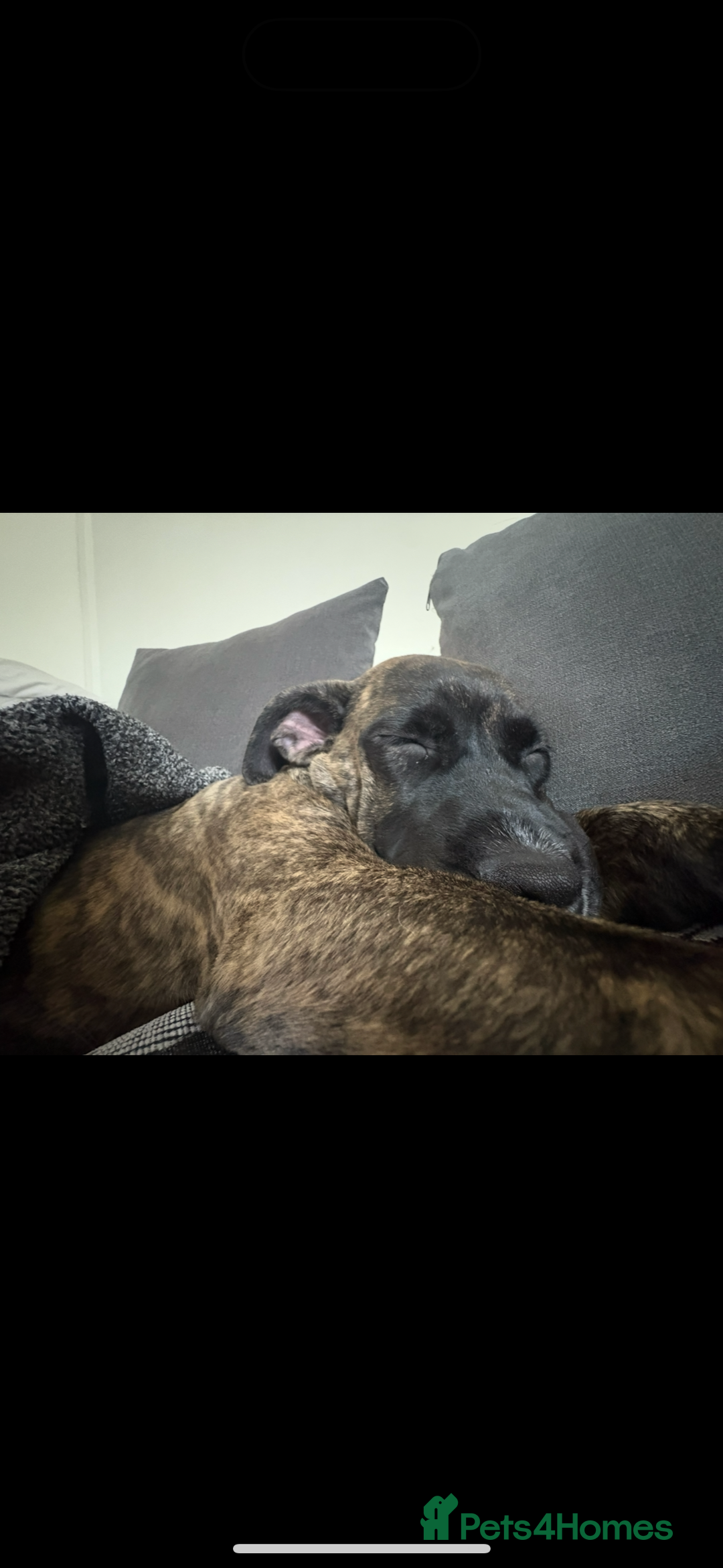 Mixed Breed dogs for sale: This is nova - Advert 5