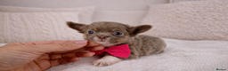 Chihuahua dogs for sale: ✨ Exceptional Chihuahua Puppies Forever 🏡 Only💖 - Advert 5