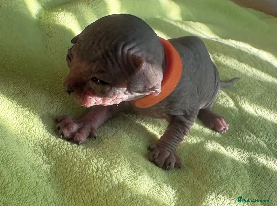 Sphynx cats for sale: Beautiful sphynx kittens for sale🥹 - Advert 6