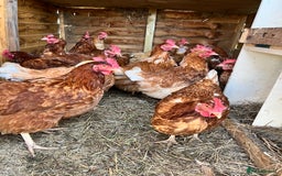 Chickens poultry for sale: Laying hens - Image 2