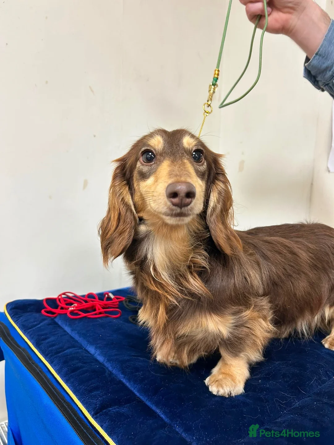 Miniature Dachshund dogs for stud: Kyalozy Kingston Town  - Advert 1