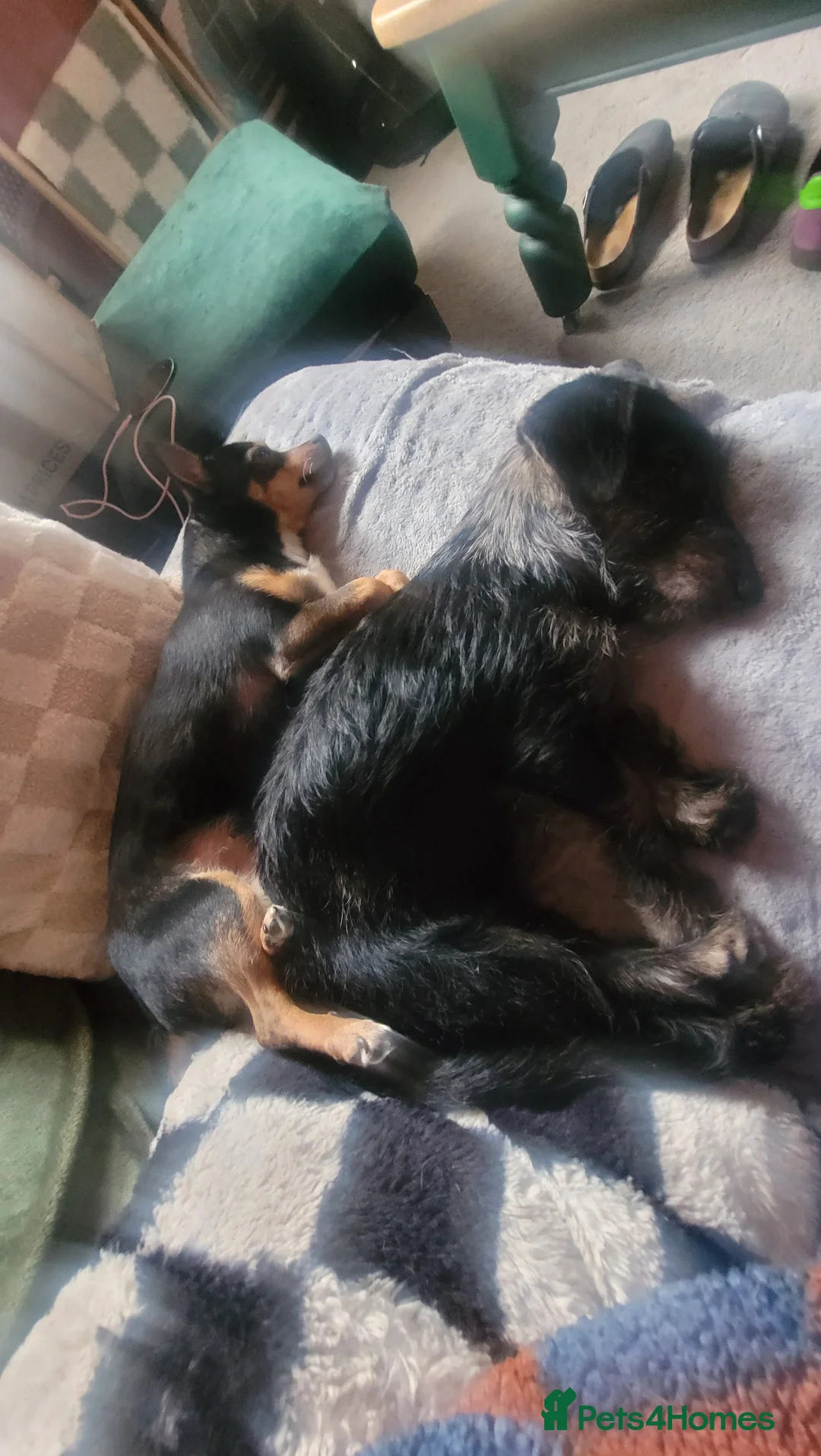 Mixed Breed dogs for sale: 8 month female puppy for sale in London - Advert 10