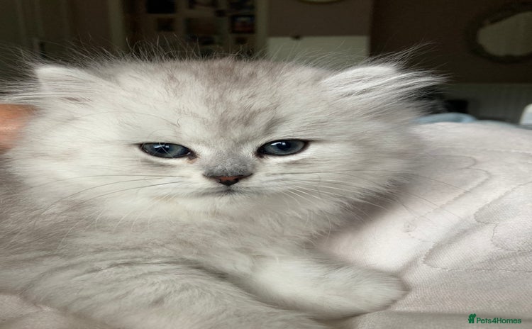 Persian cats - Advert 1
