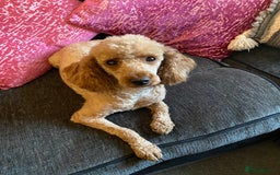 Miniature Poodle dogs for sale: Stunning minature poodle puppies  - Image 17