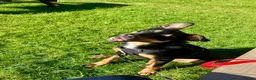 Mixed Breed dogs for sale: Loving Home Needed for Kelpie-Border Collie Mix in Northampton - Advert 2