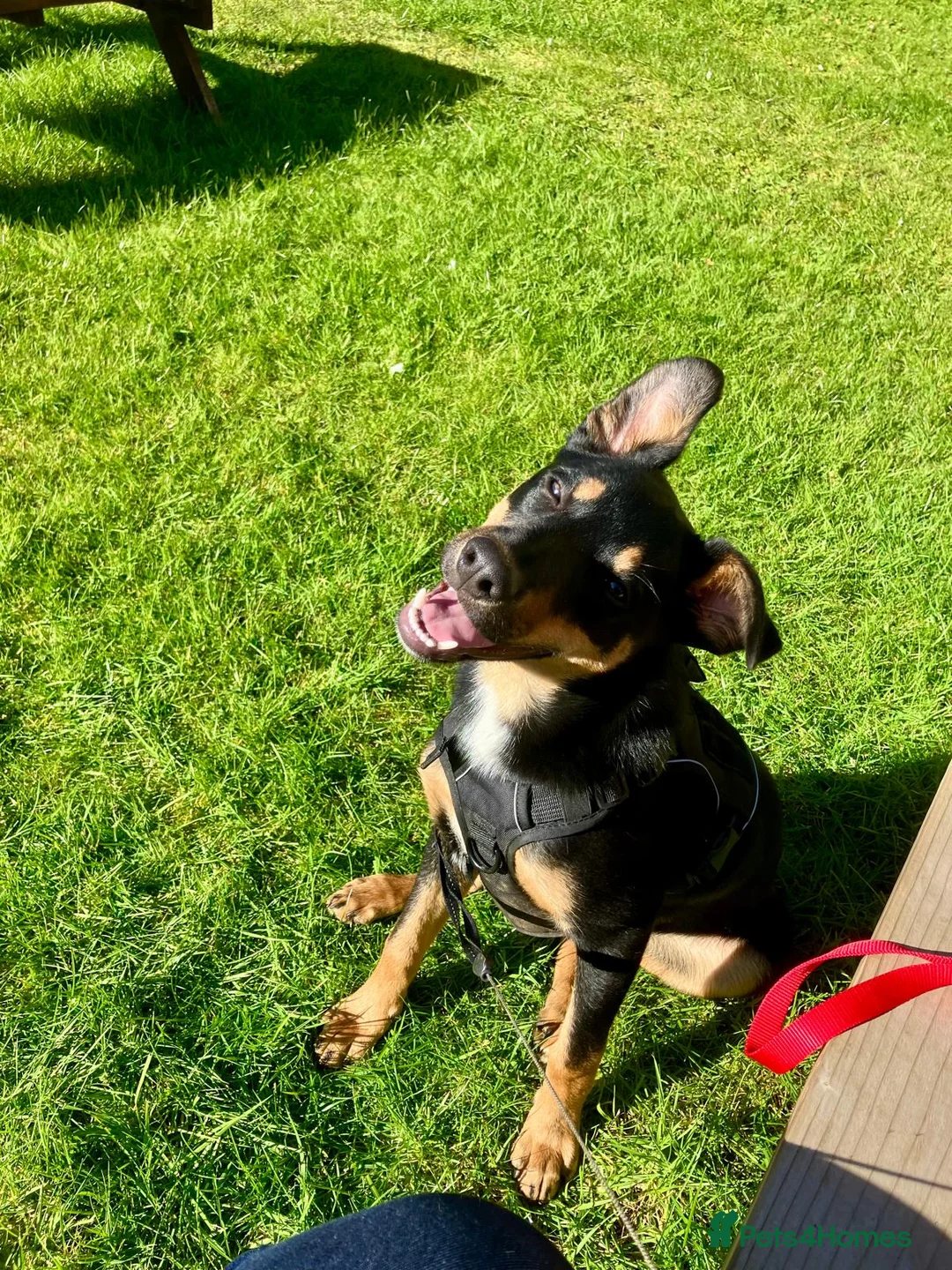 Mixed Breed dogs for sale: Loving Home Needed for Kelpie-Border Collie Mix in Northampton - Advert 2