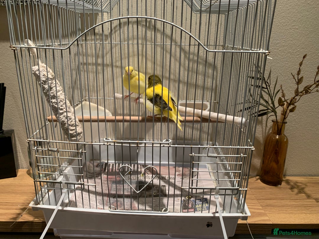 Canaries birds for sale: Breeding pair of canaries for sale - Image 4