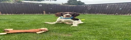 Cocker Spaniel dogs for sale: Louie - Advert 7