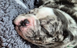 Mixed Breed dogs for sale: Cute Olde English Bulldog & Pug/Frenchie 4 sale - Image 8