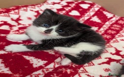 Mixed Breed cats for sale: 3 Beautiful Black and White Tuxedo Kittens  - Image 32