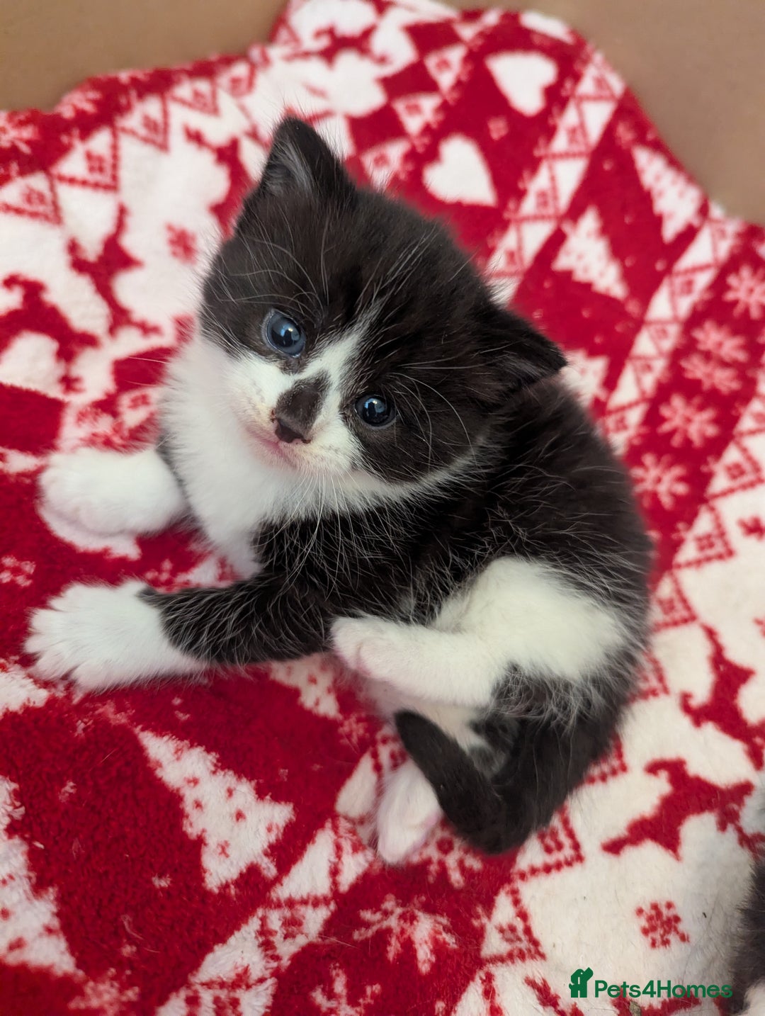 Mixed Breed cats for sale: 3 Beautiful Black and White Tuxedo Kittens  - Image 32