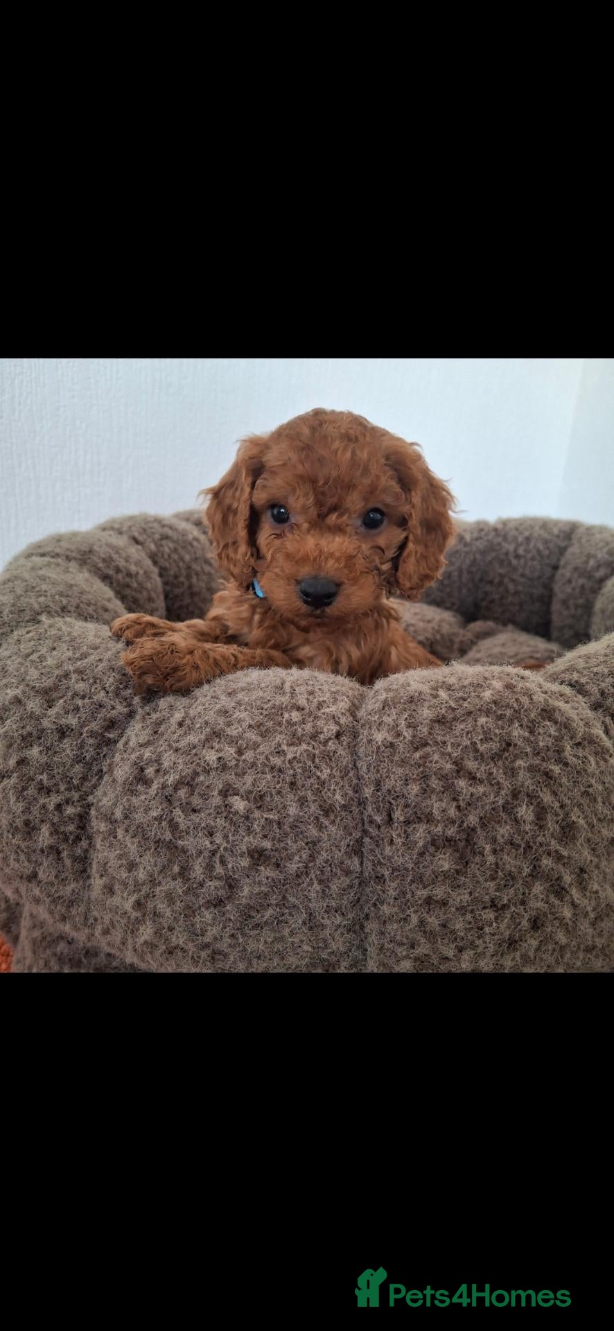 Cockapoo dogs RED F1 COCKAPOOS  - Advert 2