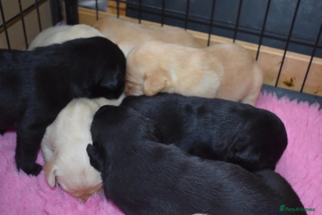 Labrador Retriever dogs for sale: Stunning Working Pedigree Labrador Puppies  in Boston - Advert 1