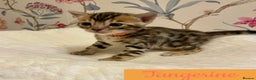 Bengal cats for sale: Beautiful Bengal Kittens - Advert 8