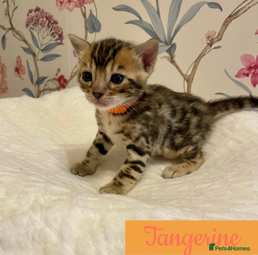 Bengal cats for sale: Beautiful Bengal Kittens - Advert 8
