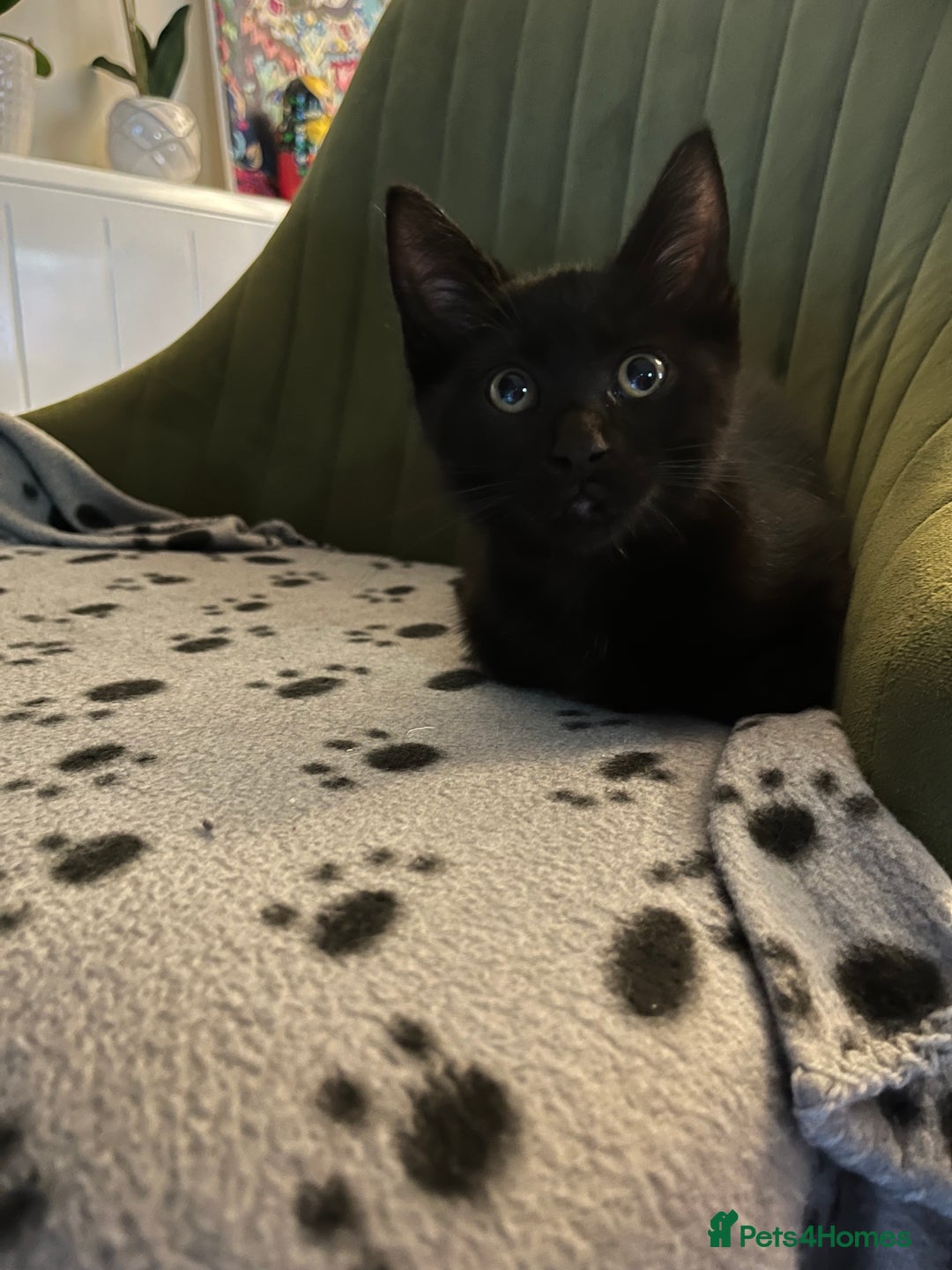 Mixed Breed cats for sale: 4 beautiful kittens ready to be rehome  - Advert 12