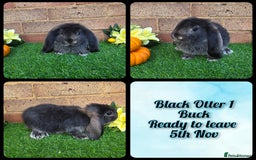 French Lop rabbits for sale: Fully Pedigree French Lops - Advert 8