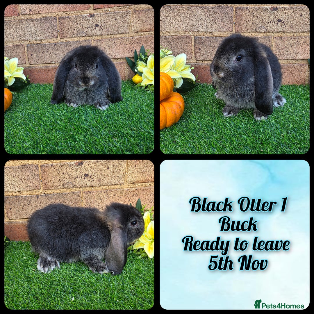 French Lop rabbits for sale: Fully Pedigree French Lops - Advert 8