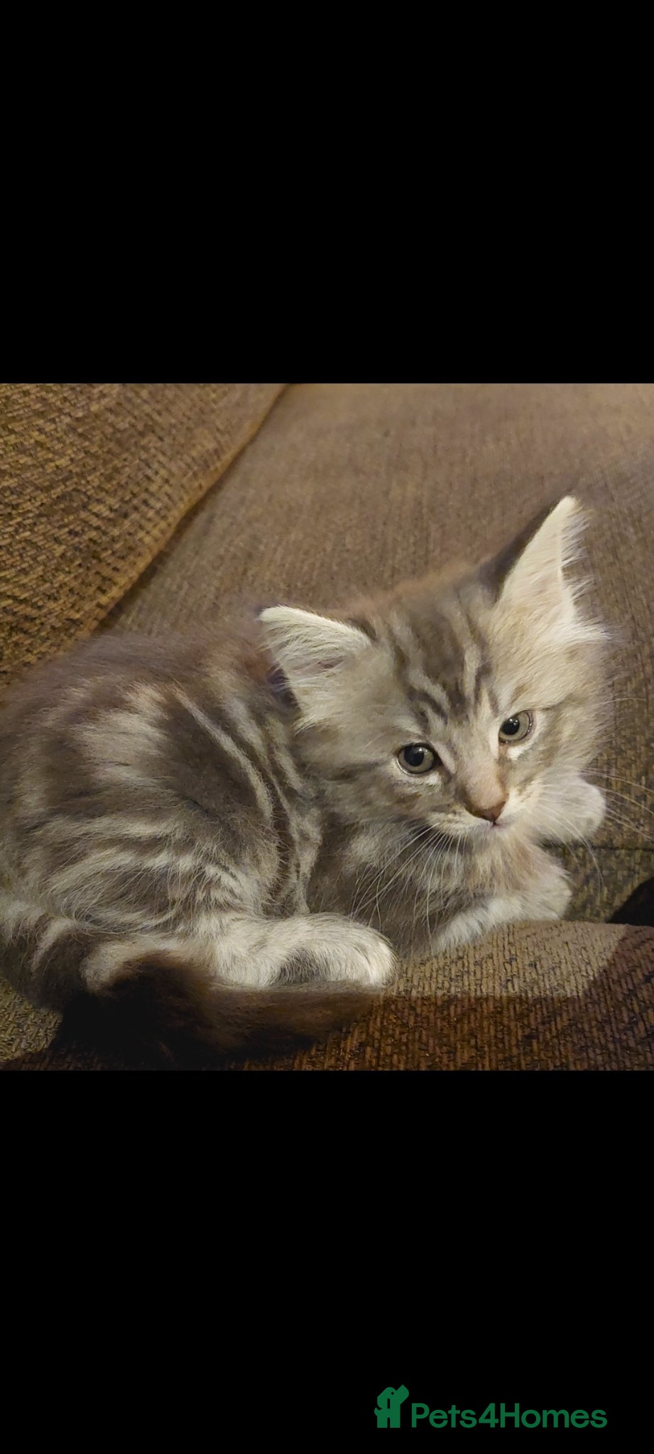 Maine Coon cats Maine coon x Bengal x Russian Blue mixed litter - Advert 10