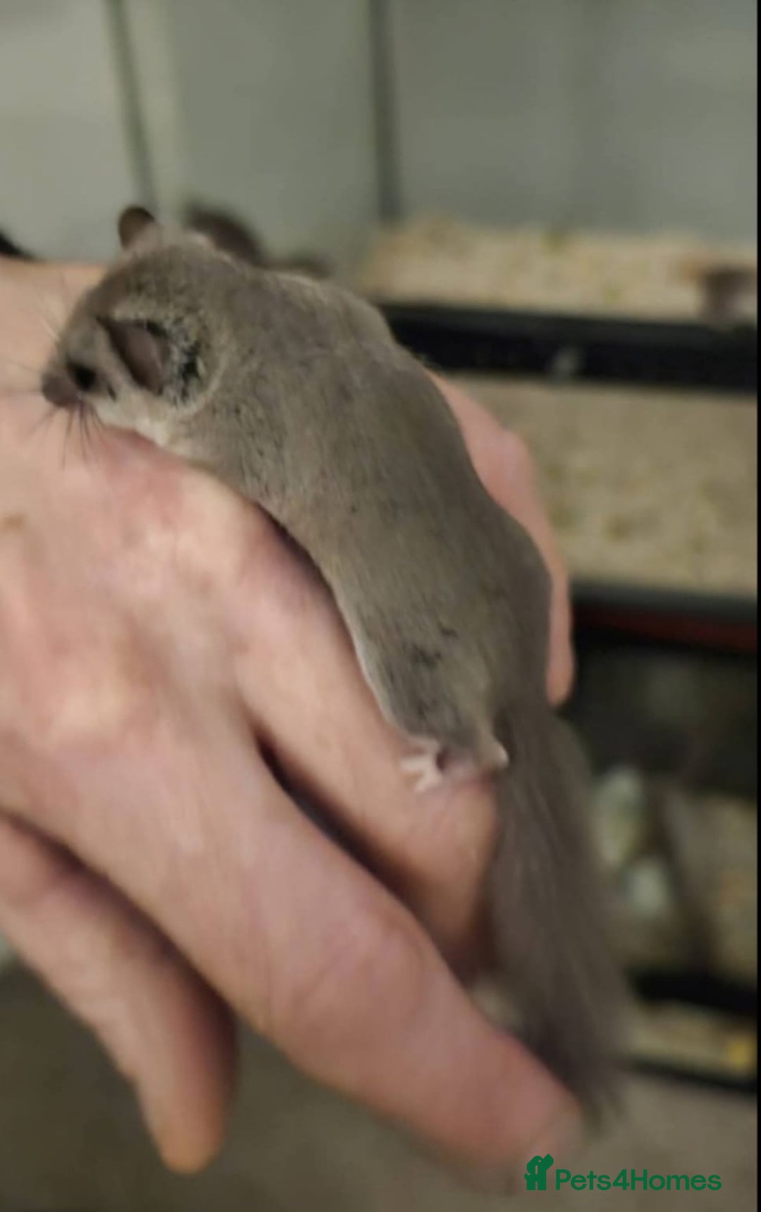 Mouse rodents for sale: 2 African pygmy Dormice  - Advert 3