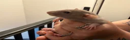 Rat rodents for sale: Adorable baby dumbo rats  - Advert 23