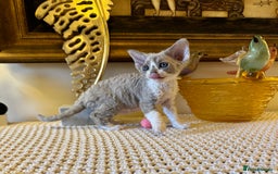 Devon Rex cats for sale: Stunning TICA Devon Babies - Advert 5