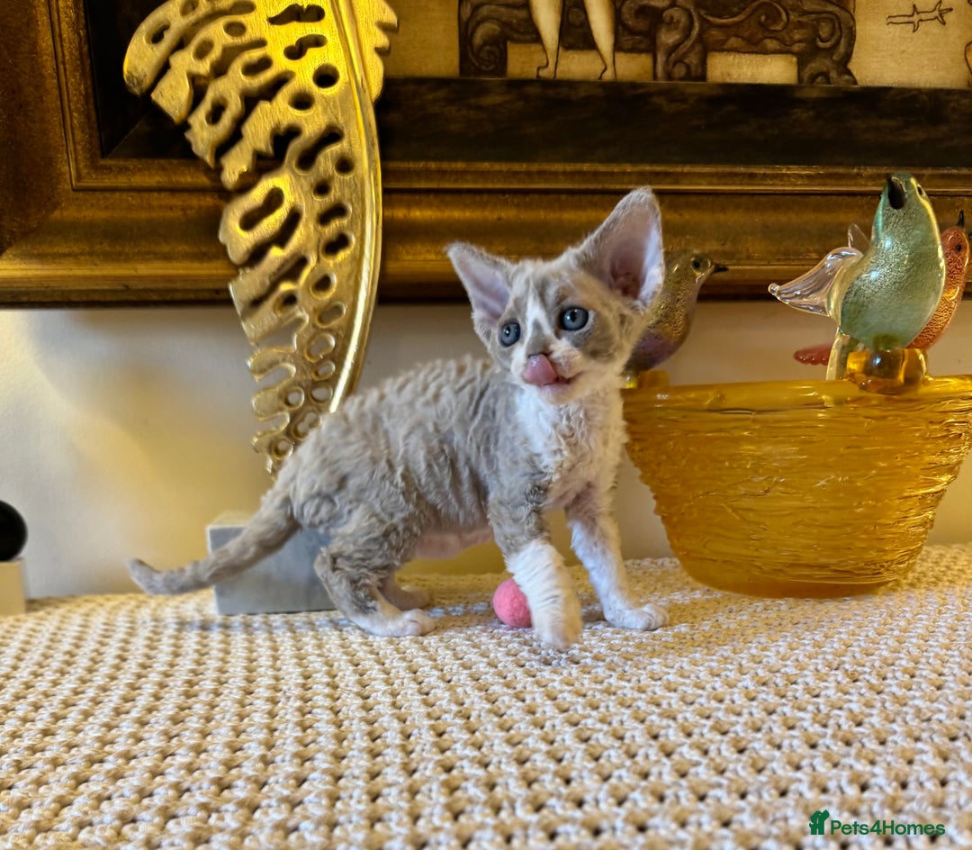 Devon Rex cats for sale: Stunning TICA Devon Babies - Advert 5