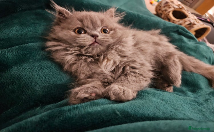 Persian cats - Advert 10