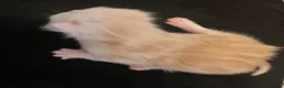 Persian cats for sale: Persian chinchilla cross kittens  in Newcastle upon Tyne - Advert 13