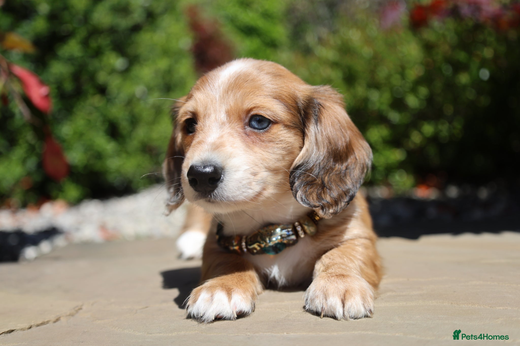 Miniature Dachshund dogs Pedigree Longhaired Miniature Dachshund Waitlist  - Advert 6